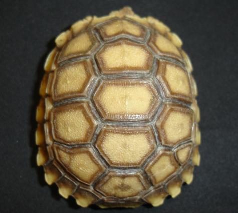 Baby Sulcata Tortoises w/extra scutes