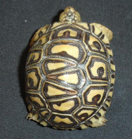 Baby Leopard Tortoises w/extra scutes