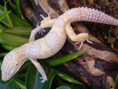 Sub Adult Albino Leopard Geckos