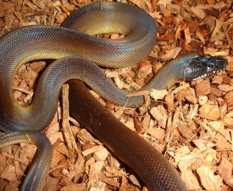 Small Northern White Lipped Pythons for sale