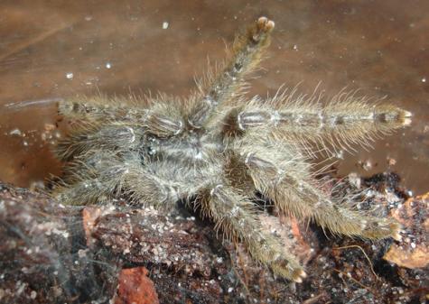 Togo Starburst Baboon Tarantulas