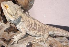 Adult Male Bearded Dragons