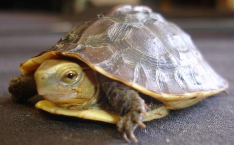 Chinese Box Turtles