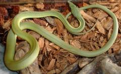 Sub Adult Baron's Green Racers