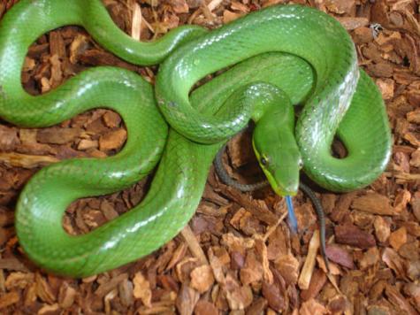 Small Green Red Tailed Ratsnakes
