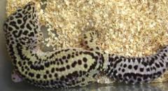 Adult Male Bold Stripe Leopard Geckos