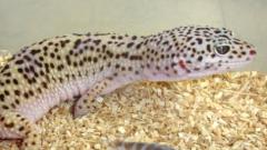 Adult Male Snow Leopard Geckos
