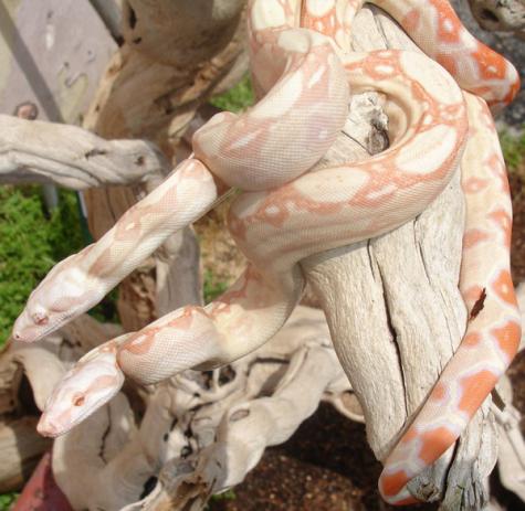 Baby Kahl Albino Colombian Boas