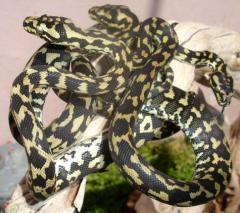 Small Jungle Carpet Pythons