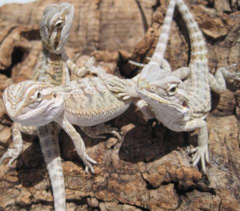 Baby Hypo Bearded Dragons 