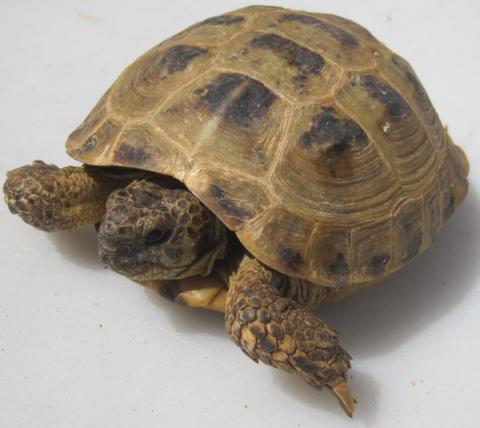 Russian Tortoises for sale