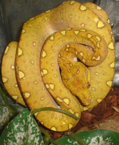 Red Tree Python