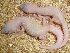Baby Diablo Blanco Leopard Geckos "snake eyes"