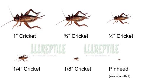 6000 Crickets