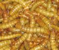 Giant mealworms