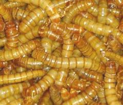 Giant Mealworms shipped WITH Crickets