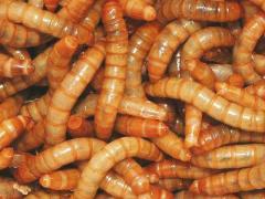 Vita-Bug Mealworms shipped WITH Crickets