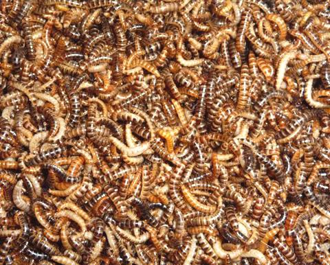 Vita-Bug Mini Mealworms shipped WITH Crickets