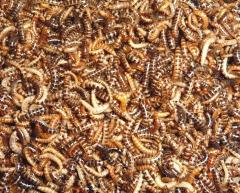 Mini Mealworms shipped WITH Crickets
