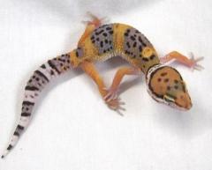 Baby Hypo Tangerine Leopard Geckos