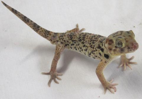 Tibetan Frog Eyed Geckos