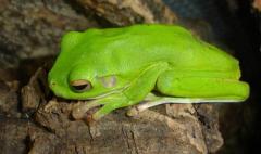White Lipped Tree Frogs