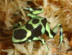 Hawaiian Green & Black Auratus Arrow Frogs
