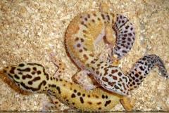 Adult Female Hypo Leopard Geckos