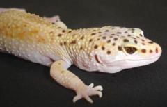 Adult Female Enigma Leopard Geckos