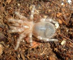 Brazilian Giant White Knee SpiderlingsAll Spiders, Scorpions & Inverts 15% OFF!