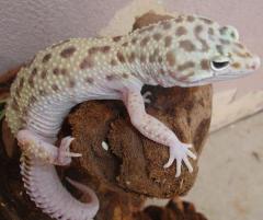 Adult Snow Eclipse Leopard Geckos