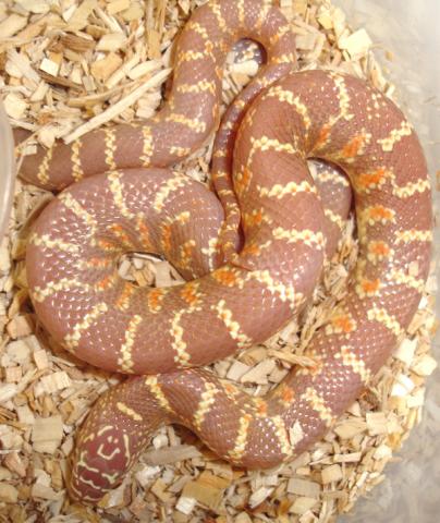 Baby Albino Brooks Kingsnakes