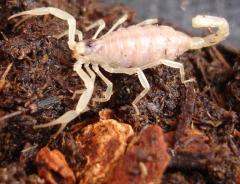 Baby Desert Hairy Scorpions