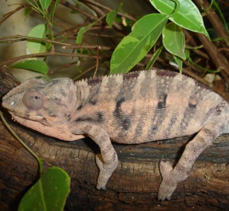 Medium Female Sambava Panther Chameleons