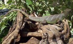 Sub Adult Chinese Water Dragons