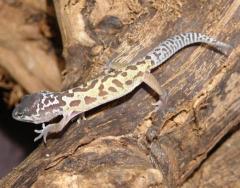 Baby Leucistic Leopard Geckos