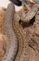 Baby Granite Spotted Pythons