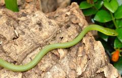 Rough Green Snakes
