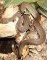 Baby Granite Spotted Pythons