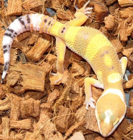 Baby Super Hypo Leopard Geckos