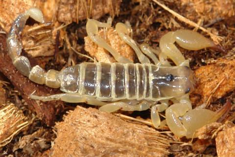 Israeli Gold Scorpions