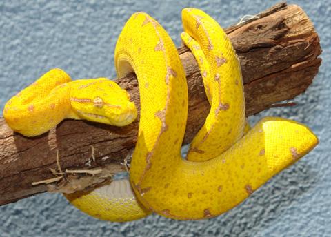Small Jayapura Green Tree Pythons