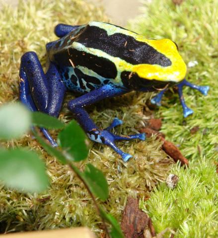 Adult Cobalt Tinc Arrow Frogs