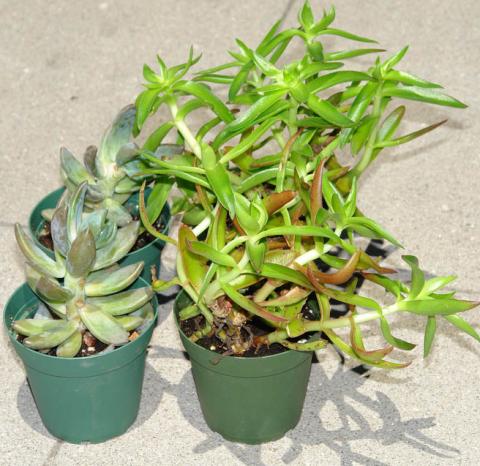 Assorted Live Succulent Plants