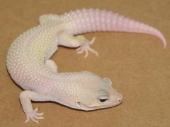 Adult Female Albino Leucistic Leopard Geckos