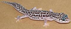 Small Mack Super Snow Leopard Geckos