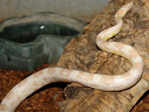Adult Snow Cornsnakes