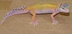 Baby Reverse Stripe Leopard Geckos