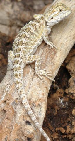 Medium Bearded Dragons