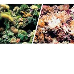 Marine Reef / Coral Background 12"